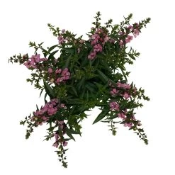 Angelonia Rosa, Topf-Ø 12 Cm, 6er-Set -Pflanzen Paradies Verkauf 0610103602 Angelonia T12 rosa 6er Set WS 5 95832