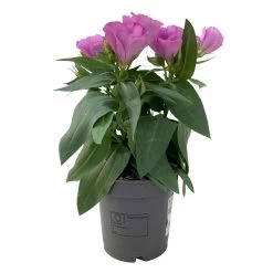 Lisianthus Rosa, Topf-Ø 10,5 Cm, 8er-Set