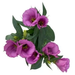 Lisianthus Rosa, Topf-Ø 10,5 Cm, 8er-Set -Pflanzen Paradies Verkauf 0610103641 0610103643 Lisianthus rosa 6er Set 4 111939