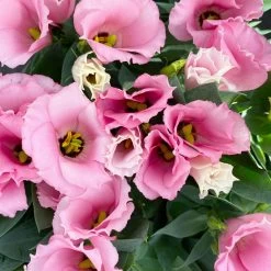 Lisianthus Rosa, Topf-Ø 10,5 Cm, 8er-Set -Pflanzen Paradies Verkauf 0610103643 Lisianthus rosa 8er Set 10 114020