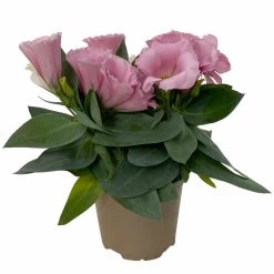 Lisianthus Rosa, Topf-Ø 10,5 Cm, 8er-Set -Pflanzen Paradies Verkauf 0610103643 Lisianthus rosa 8er Set 2 114076