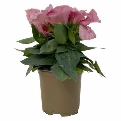 Lisianthus Rosa, Topf-Ø 10,5 Cm, 8er-Set -Pflanzen Paradies Verkauf 0610103643 Lisianthus rosa 8er Set 3 114075