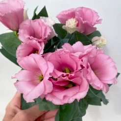 Lisianthus Rosa, Topf-Ø 10,5 Cm, 8er-Set -Pflanzen Paradies Verkauf 0610103643 Lisianthus rosa 8er Set 7 114021
