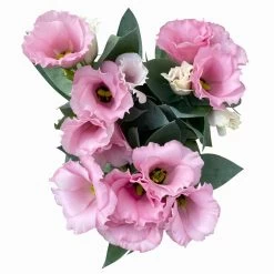 Lisianthus Rosa, Topf-Ø 10,5 Cm, 8er-Set -Pflanzen Paradies Verkauf 0610103643 Lisianthus rosa 8er Set 8 114077