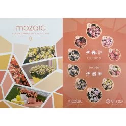 Kalanchoe 'Mozaic', Wechselfarbig, Topf-Ø 12 Cm, Höhe Ca. 22 Cm, 6er-Set -Pflanzen Paradies Verkauf 0610103650 Outdoor Kalanchoe Mozaic wechselfarbig 6er Set 12 113797