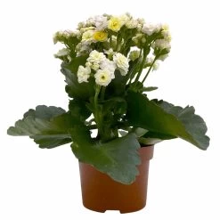 Kalanchoe 'Mozaic', Wechselfarbig, Topf-Ø 12 Cm, Höhe Ca. 22 Cm, 6er-Set -Pflanzen Paradies Verkauf 0610103650 Outdoor Kalanchoe Mozaic wechselfarbig 6er Set 2 113821
