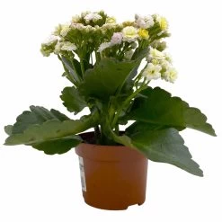 Kalanchoe 'Mozaic', Wechselfarbig, Topf-Ø 12 Cm, Höhe Ca. 22 Cm, 6er-Set -Pflanzen Paradies Verkauf 0610103650 Outdoor Kalanchoe Mozaic wechselfarbig 6er Set 3 113822