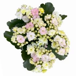 Kalanchoe 'Mozaic', Wechselfarbig, Topf-Ø 12 Cm, Höhe Ca. 22 Cm, 6er-Set -Pflanzen Paradies Verkauf 0610103650 Outdoor Kalanchoe Mozaic wechselfarbig 6er Set 8 113824
