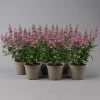 Angelonia Rosa, Topf-Ø 12 Cm, 6er-Set -Pflanzen Paradies Verkauf 0610103666 Angelonia T12 rosa 6er Set 1 125910