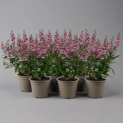 Angelonia Rosa, Topf-Ø 12 Cm, 6er-Set