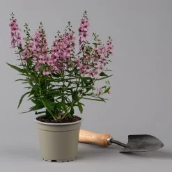 Angelonia Rosa, Topf-Ø 12 Cm, 6er-Set -Pflanzen Paradies Verkauf 0610103666 Angelonia T12 rosa 6er Set 2 125911