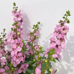 Angelonia Rosa, Topf-Ø 12 Cm, 6er-Set -Pflanzen Paradies Verkauf 0610103666 Angelonia T12 rosa 6er Set 4 1 125758