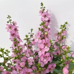 Angelonia Rosa, Topf-Ø 12 Cm, 6er-Set -Pflanzen Paradies Verkauf 0610103666 Angelonia T12 rosa 6er Set 4 125759