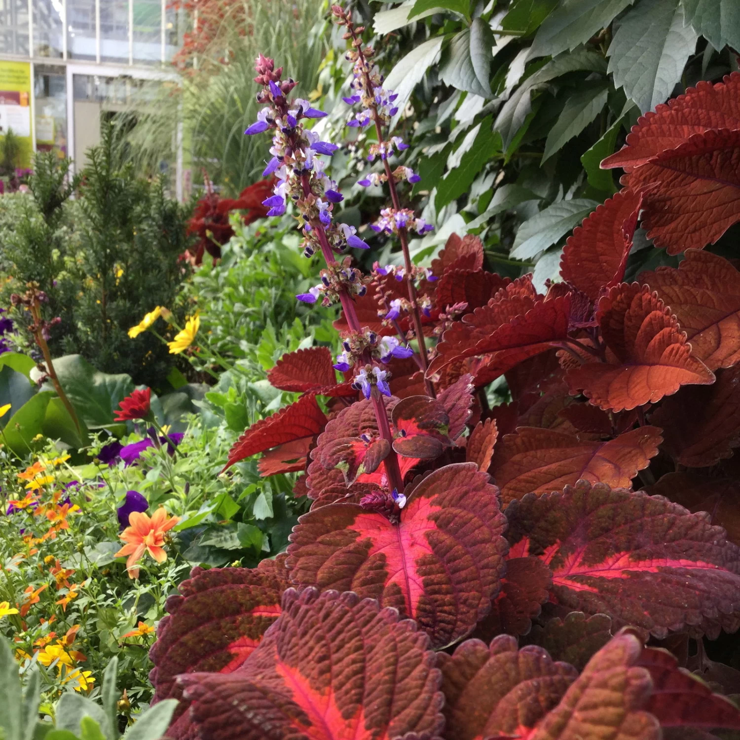 Buntnessel, Mischung Zufällig, Topf-Ø 12 Cm, 6er-Set 4 Buntnessel, Mischung Zufällig, Topf-Ø 12 Cm, 6er-Set – Bild 2