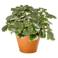 Plectranthus 'Variegata' Grün-weiß, Topf -Ø 12 Cm, 6er-Set -Pflanzen Paradies Verkauf 0610180182 Plectranthus T12 Set 3Stueck 74398