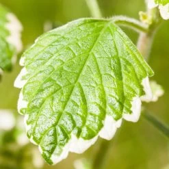 Plectranthus 'Variegata' Grün-weiß, Topf -Ø 12 Cm, 6er-Set -Pflanzen Paradies Verkauf 0610180182 Plectranthus1 76855