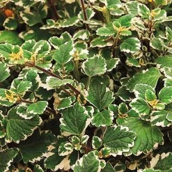 Plectranthus 'Variegata' Grün-weiß, Topf -Ø 12 Cm, 6er-Set -Pflanzen Paradies Verkauf 0610180182 Plectranthus2 76854