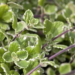 Plectranthus 'Variegata' Grün-weiß, Topf -Ø 12 Cm, 6er-Set -Pflanzen Paradies Verkauf 0610180182 Plectranthus 76856