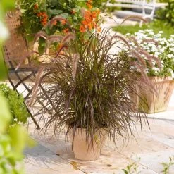 Rotes Lampenputzergras 'Rubrum' Rot, Einjährig, Topf-Ø 19 Cm, 2er-Set -Pflanzen Paradies Verkauf 0610180240 Pennisetum advena Rubrum T19 2er Set 2 89728