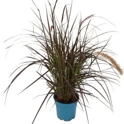 Rotes Lampenputzergras 'Rubrum' Rot, Einjährig, Topf-Ø 19 Cm, 2er-Set -Pflanzen Paradies Verkauf 0610180240 Pennisetum advena Rubrum T19 2er Set WS 2 94966