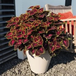 Buntnessel 'Hollywood Boulevard' Dunkelrot-pink-grün, Topf-Ø 12 Cm, 6er-Set -Pflanzen Paradies Verkauf 0610180255 Solenostemon scut T12 Hollywood Boulevard 6er Set WS 1 94328