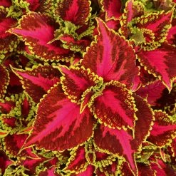 Buntnessel 'Hollywood Boulevard' Dunkelrot-pink-grün, Topf-Ø 12 Cm, 6er-Set