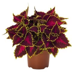 Buntnessel 'Hollywood Boulevard' Dunkelrot-pink-grün, Topf-Ø 12 Cm, 6er-Set -Pflanzen Paradies Verkauf 0610180255 Solenostemon scut T12 Hollywood Boulevard 6er Set WS 3 94330