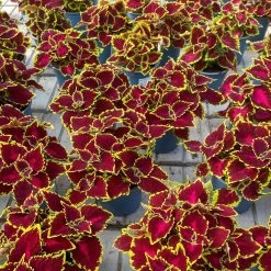 Buntnessel 'Hollywood Boulevard' Dunkelrot-pink-grün, Topf-Ø 12 Cm, 6er-Set -Pflanzen Paradies Verkauf 0610180255 Solenostemon scut T12 Hollywood Boulevard 6er Set WS 5 94329