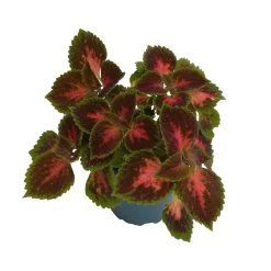 Buntnessel 'Hollywood Boulevard' Dunkelrot-pink-grün, Topf-Ø 12 Cm, 6er-Set -Pflanzen Paradies Verkauf 0610180255 Solenostemon scut T12 Hollywood Boulevard 6er Set WS2 3 96106