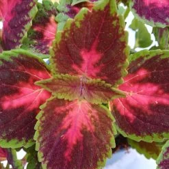 Buntnessel 'Hollywood Boulevard' Dunkelrot-pink-grün, Topf-Ø 12 Cm, 6er-Set -Pflanzen Paradies Verkauf 0610180255 Solenostemon scut T12 Hollywood Boulevard 6er Set WS2 4 96105