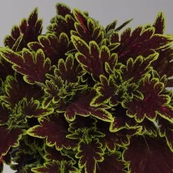 Buntnessel 'Bourbon Street' Dunkelrot-grün, Topf -Ø 12 Cm, 6er-Set -Pflanzen Paradies Verkauf 0610180337 coleus bourbon street 1 124150