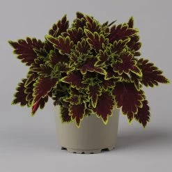 Buntnessel 'Bourbon Street' Dunkelrot-grün, Topf -Ø 12 Cm, 6er-Set -Pflanzen Paradies Verkauf 0610180337 coleus bourbon street 3 124151
