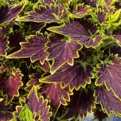 Buntnessel 'Bourbon Street' Dunkelrot-grün, Topf -Ø 12 Cm, 6er-Set -Pflanzen Paradies Verkauf 0610180337 coleus bourbon street 2 124152