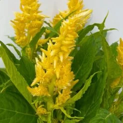 Celosia 'Kelos Fire Yellow' Gelb. Topf-Ø 17 Cm, 2er-Set -Pflanzen Paradies Verkauf 0610240072 Celosia argentea T12 6er Set gelb Kelos Fire Yellow 4 113289