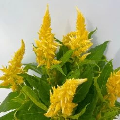 Celosia 'Kelos Fire Yellow' Gelb. Topf-Ø 17 Cm, 2er-Set -Pflanzen Paradies Verkauf 0610240072 Celosia argentea T12 6er Set gelb Kelos Fire Yellow 5 113290