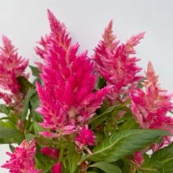 Pflanzenset 'Spätsommer-Zeit' Rosa-pink, Topf-Ø 12 Cm, 4er-Set -Pflanzen Paradies Verkauf 0610240073 Celosia argentea T12 6er Set pink Kelos Fire Pink 5 113291