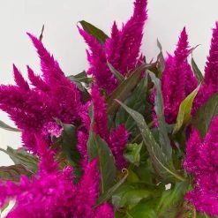 Celosia 'Javelin' Lila, Topf-Ø 14 Cm, 4er-Set -Pflanzen Paradies Verkauf 0610240082 Celosia T14 lila Javelin 4er Set 5 113304
