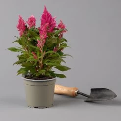 Pflanzenset 'Spätsommer-Zeit' Rosa-pink, Topf-Ø 12 Cm, 4er-Set -Pflanzen Paradies Verkauf 0610240086 Celosia argentea T12 6er Set pink Kelos fire Pink 123641