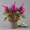Celosia 'Javelin' Lila, Topf-Ø 14 Cm, 4er-Set -Pflanzen Paradies Verkauf 0610240095 celosia T14 lila Javelin 4er Set 1 123663