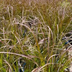 Rotes Lampenputzergras 'Rubrum' Rot, Einjährig, Topf-Ø 19 Cm, 2er-Set -Pflanzen Paradies Verkauf 0610280032 0610280044 Pennisetum advena Rubrum 2er Set 1 112585