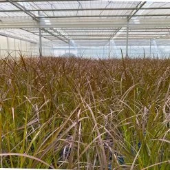 Rotes Lampenputzergras 'Rubrum' Rot, Einjährig, Topf-Ø 19 Cm, 2er-Set -Pflanzen Paradies Verkauf 0610280032 0610280044 Pennisetum advena Rubrum 2er Set 2 112587