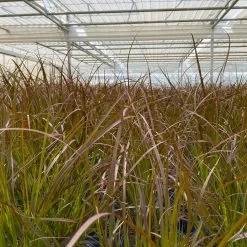 Rotes Lampenputzergras 'Rubrum' Rot, Einjährig, Topf-Ø 19 Cm, 2er-Set -Pflanzen Paradies Verkauf 0610280032 0610280044 Pennisetum advena Rubrum 2er Set 3 112586