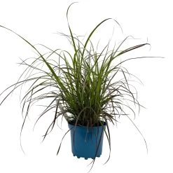 Rotes Lampenputzergras 'Rubrum' Rot, Einjährig, Topf-Ø 19 Cm, 2er-Set -Pflanzen Paradies Verkauf 0610280032 Pennisetum advena Rubrum T19 2er Set WS 2 96107