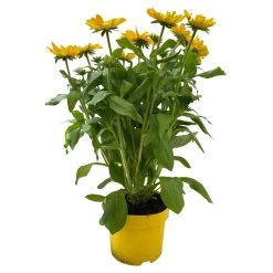 Sonnenhut, Sorte Nach Verfügbarkeit, Topf-Ø 21 Cm -Pflanzen Paradies Verkauf 0610360017 0610360016 Rudbeckia T21 gelb 1 111962