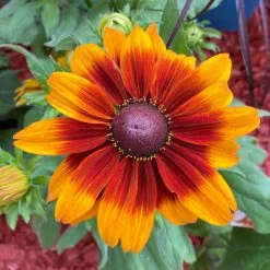 Sonnenhut, Sorte Nach Verfügbarkeit, Topf-Ø 21 Cm -Pflanzen Paradies Verkauf 0610360017 0610360022 Rudbeckia T21 orange braun 2 111918