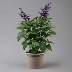 Pfirsichsalbei Purpurlila, Topf-Ø 21 Cm, Höhe Ca. 40 Cm -Pflanzen Paradies Verkauf 0610370085 Salvia T21 purple H 40 cm 2 125917