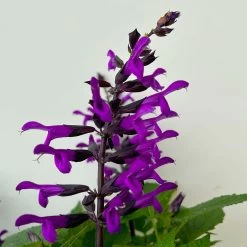Pfirsichsalbei Purpurlila, Topf-Ø 21 Cm, Höhe Ca. 40 Cm -Pflanzen Paradies Verkauf 0610370085 Salvia T21 purple 5 n 125841
