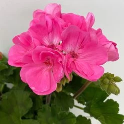 Geranie 'Moonlight® Amelie' Pink, Stehend, Topf-Ø 13 Cm, 6er-Set -Pflanzen Paradies Verkauf 0612140101 KB Pelargonium zonale T13 Moonlight Amelie 6er Set 6 111973