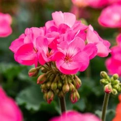 Geranie 'Moonlight® Amelie' Pink, Stehend, Topf-Ø 13 Cm, 6er-Set -Pflanzen Paradies Verkauf 0612140101 KB Pelargonium zonale T13 Moonlight Amelie 6er Set 108294