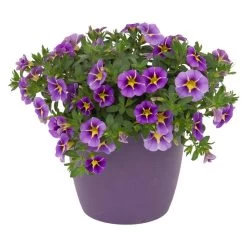 Zauberglöckchen 'Rave® Blue' Lila-gelb, Topf-Ø 13 Cm, 6er-Set -Pflanzen Paradies Verkauf 0613160006 KB Calibrachoa T13 Rave Blue lila gelb gesternt 50997